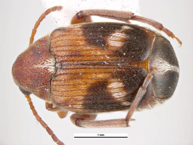 Callosobruchus maculatus