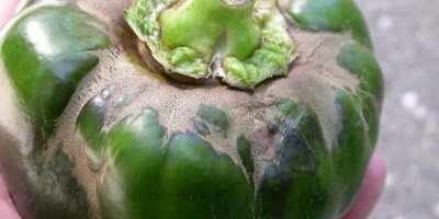 Broad mite damage, New Hempshire university