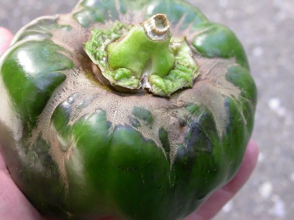 Broad mite damage, New Hempshire university